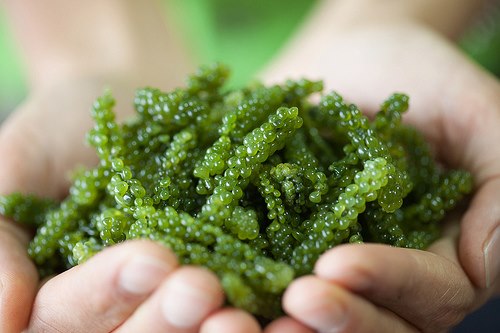 5 thực phẩm “cực kỳ” giàu canxi không nên bỏ qua